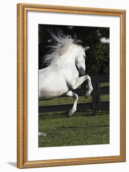 Andalusian 063-Bob Langrish-Framed Photographic Print