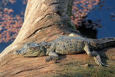 Baby Crocodile-AndamanSE-Photographic Print