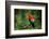 Andean Cock-Of-The-Rock in the Beautiful Nature Habitat, Peru, Wildlife Pictures, Symbol of Peru-PhotocechCZ-Framed Photographic Print