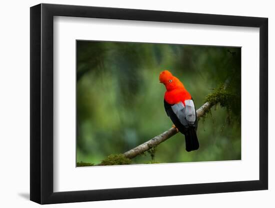 Andean Cock-Of-The-Rock in the Beautiful Nature Habitat, Peru, Wildlife Pictures, Symbol of Peru-PhotocechCZ-Framed Photographic Print
