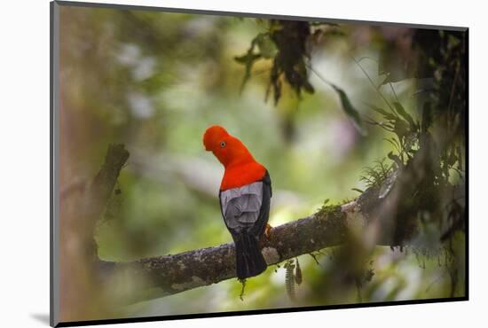 Andean cock-of-the-rock, male at a lek, Amazonia, Peru-Nick Garbutt-Mounted Photographic Print