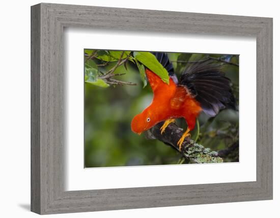 Andean Cock-of-the-rock male at lek, Amazonia, Peru-Alex Hyde-Framed Photographic Print