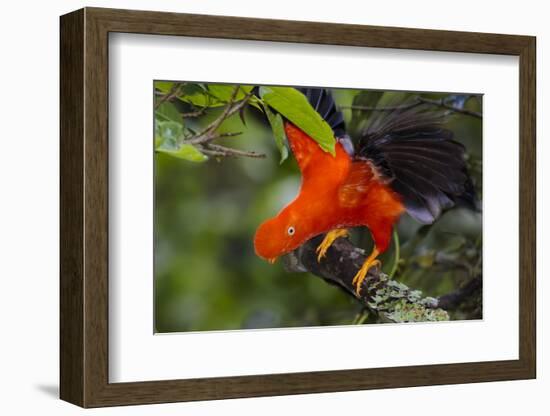 Andean Cock-of-the-rock male at lek, Amazonia, Peru-Alex Hyde-Framed Photographic Print