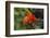 Andean Cock-of-the-rock male at lek, Amazonia, Peru-Alex Hyde-Framed Photographic Print