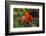 Andean Cock-of-the-rock male at lek, Amazonia, Peru-Alex Hyde-Framed Photographic Print