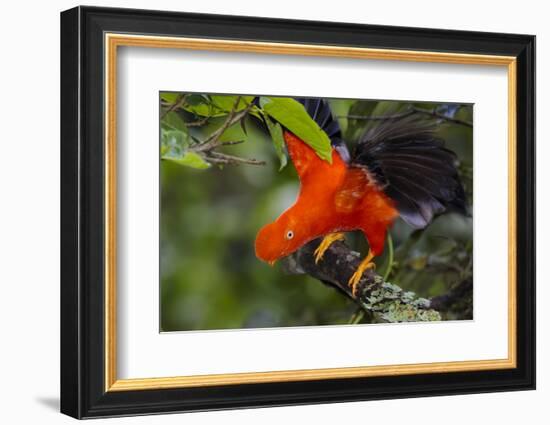 Andean Cock-of-the-rock male at lek, Amazonia, Peru-Alex Hyde-Framed Photographic Print