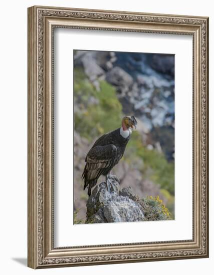 Andean condor adult male, Nirihuao Canyon, Coyhaique, Patagonia, Chile.-Jeff Foott-Framed Photographic Print