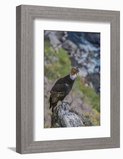 Andean condor adult male, Nirihuao Canyon, Coyhaique, Patagonia, Chile.-Jeff Foott-Framed Photographic Print