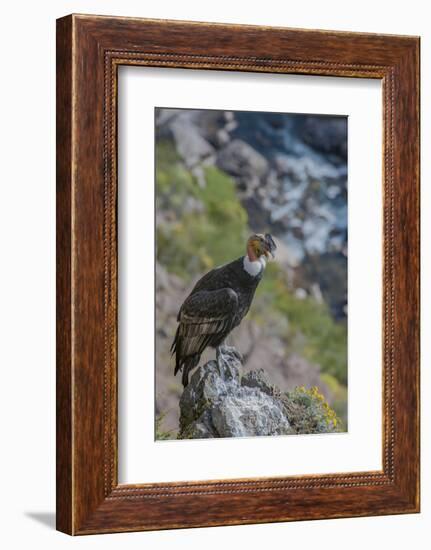 Andean condor adult male, Nirihuao Canyon, Coyhaique, Patagonia, Chile.-Jeff Foott-Framed Photographic Print