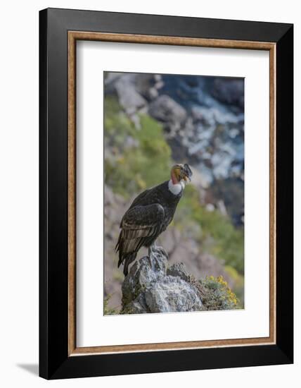 Andean condor adult male, Nirihuao Canyon, Coyhaique, Patagonia, Chile.-Jeff Foott-Framed Photographic Print