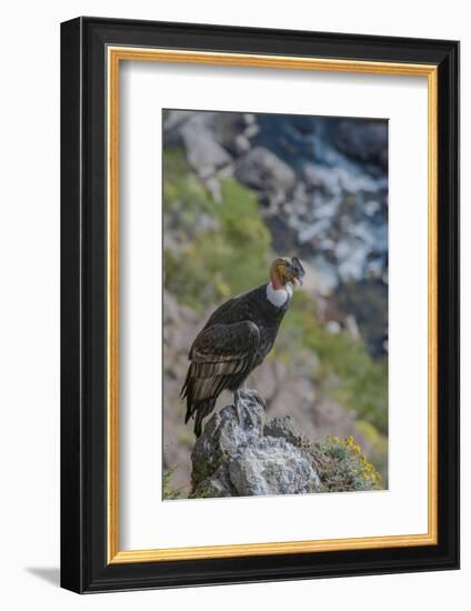 Andean condor adult male, Nirihuao Canyon, Coyhaique, Patagonia, Chile.-Jeff Foott-Framed Photographic Print