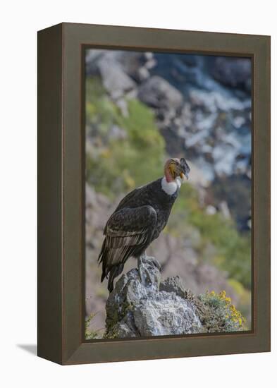 Andean condor adult male, Nirihuao Canyon, Coyhaique, Patagonia, Chile.-Jeff Foott-Framed Premier Image Canvas