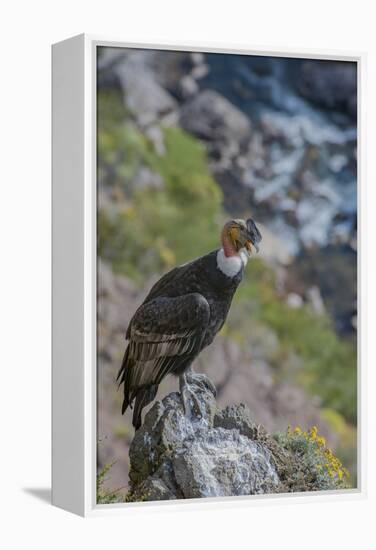 Andean condor adult male, Nirihuao Canyon, Coyhaique, Patagonia, Chile.-Jeff Foott-Framed Premier Image Canvas