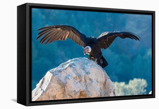 Andean condor's wingspread, measures ten feet from wingtip to wingtip.-Betty Sederquist-Framed Premier Image Canvas