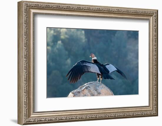 Andean condor's wingspread, measures ten feet from wingtip to wingtip.-Betty Sederquist-Framed Photographic Print