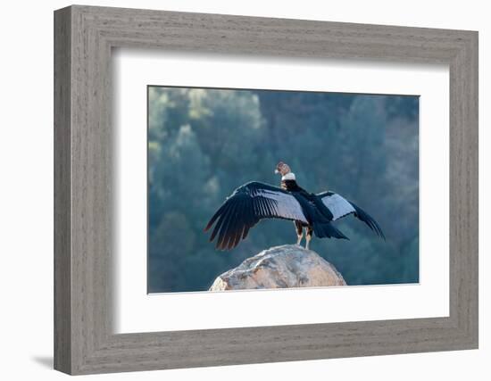 Andean condor's wingspread, measures ten feet from wingtip to wingtip.-Betty Sederquist-Framed Photographic Print