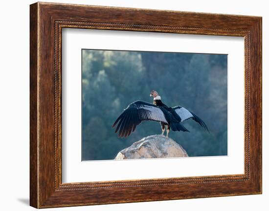 Andean condor's wingspread, measures ten feet from wingtip to wingtip.-Betty Sederquist-Framed Photographic Print