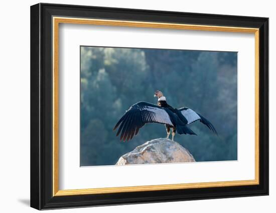 Andean condor's wingspread, measures ten feet from wingtip to wingtip.-Betty Sederquist-Framed Photographic Print