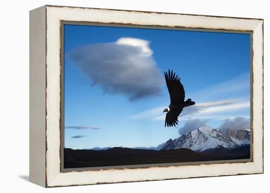 Andean Condor (Vultur Gryphus) Flying over Torres Del Paine National Park, Chilean Patagonia, Chile-G & M Therin-Weise-Framed Premier Image Canvas