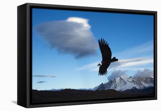 Andean Condor (Vultur Gryphus) Flying over Torres Del Paine National Park, Chilean Patagonia, Chile-G & M Therin-Weise-Framed Premier Image Canvas