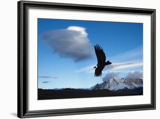 Andean Condor (Vultur Gryphus) Flying over Torres Del Paine National Park, Chilean Patagonia, Chile-G & M Therin-Weise-Framed Photographic Print