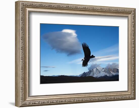 Andean Condor (Vultur Gryphus) Flying over Torres Del Paine National Park, Chilean Patagonia, Chile-G & M Therin-Weise-Framed Photographic Print