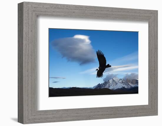 Andean Condor (Vultur Gryphus) Flying over Torres Del Paine National Park, Chilean Patagonia, Chile-G & M Therin-Weise-Framed Photographic Print