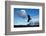 Andean Condor (Vultur Gryphus) Flying over Torres Del Paine National Park, Chilean Patagonia, Chile-G & M Therin-Weise-Framed Photographic Print