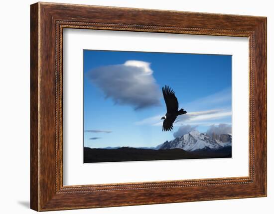 Andean Condor (Vultur Gryphus) Flying over Torres Del Paine National Park, Chilean Patagonia, Chile-G & M Therin-Weise-Framed Photographic Print