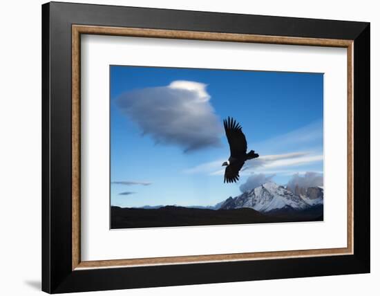 Andean Condor (Vultur Gryphus) Flying over Torres Del Paine National Park, Chilean Patagonia, Chile-G & M Therin-Weise-Framed Photographic Print