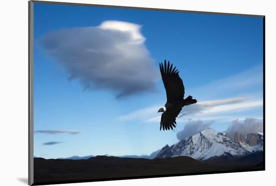 Andean Condor (Vultur Gryphus) Flying over Torres Del Paine National Park, Chilean Patagonia, Chile-G & M Therin-Weise-Mounted Photographic Print