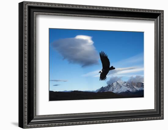 Andean Condor (Vultur Gryphus) Flying over Torres Del Paine National Park, Chilean Patagonia, Chile-G & M Therin-Weise-Framed Photographic Print