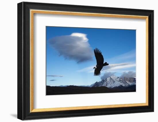 Andean Condor (Vultur Gryphus) Flying over Torres Del Paine National Park, Chilean Patagonia, Chile-G & M Therin-Weise-Framed Photographic Print