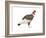 Andean Condor (Vultus Gryphus), Birds-Encyclopaedia Britannica-Framed Art Print