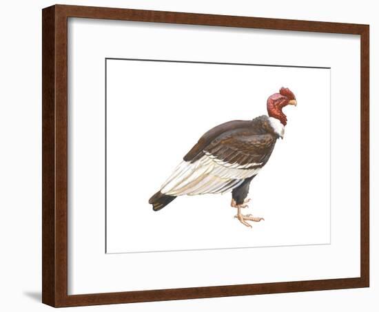 Andean Condor (Vultus Gryphus), Birds-Encyclopaedia Britannica-Framed Art Print