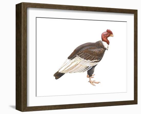 Andean Condor (Vultus Gryphus), Birds-Encyclopaedia Britannica-Framed Art Print