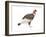 Andean Condor (Vultus Gryphus), Birds-Encyclopaedia Britannica-Framed Art Print