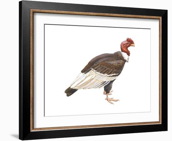 Andean Condor (Vultus Gryphus), Birds-Encyclopaedia Britannica-Framed Art Print