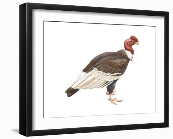 Andean Condor (Vultus Gryphus), Birds-Encyclopaedia Britannica-Framed Art Print