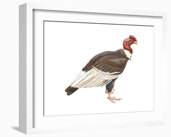 Andean Condor (Vultus Gryphus), Birds-Encyclopaedia Britannica-Framed Art Print