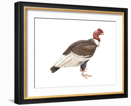 Andean Condor (Vultus Gryphus), Birds-Encyclopaedia Britannica-Framed Art Print