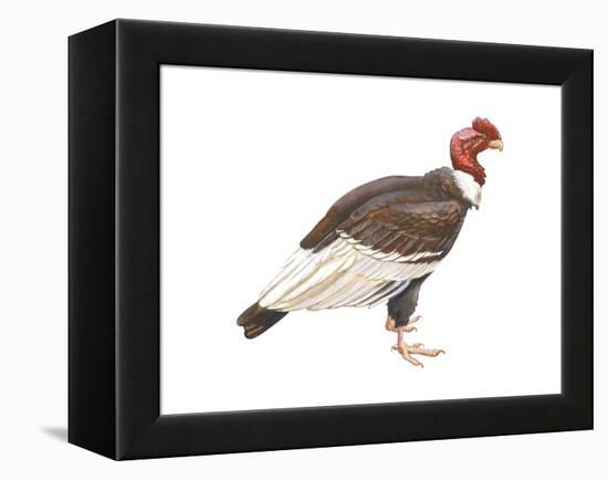 Andean Condor (Vultus Gryphus), Birds-Encyclopaedia Britannica-Framed Stretched Canvas