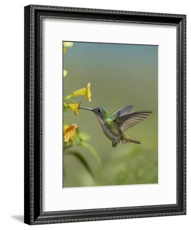 Andean Emerald Hummingbird Feeding On A Yellow Flower Ecuador Art Print Tim Fitzharris Art Com