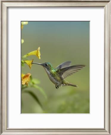 Andean Emerald Hummingbird Feeding On A Yellow Flower Ecuador Art Print Tim Fitzharris Art Com