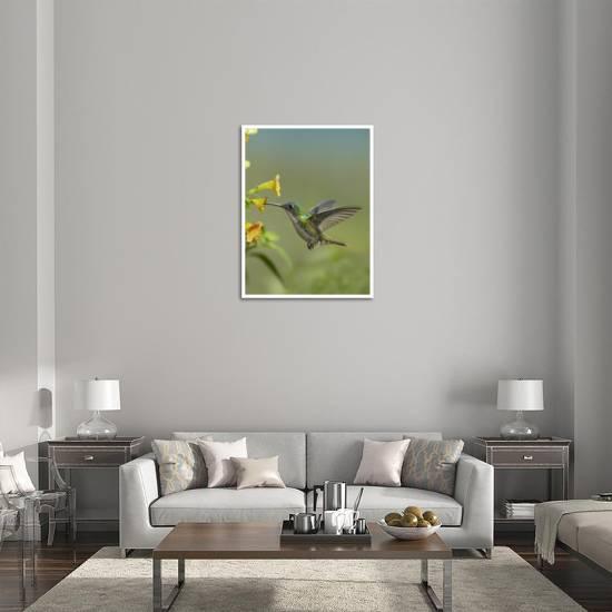 Andean Emerald Hummingbird Feeding On A Yellow Flower Ecuador Art Print Tim Fitzharris Art Com