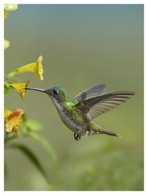 andean feeding fitzharris