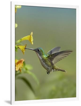 Andean Emerald Hummingbird Feeding On A Yellow Flower Ecuador Stretched Canvas Print Tim Fitzharris Art Com