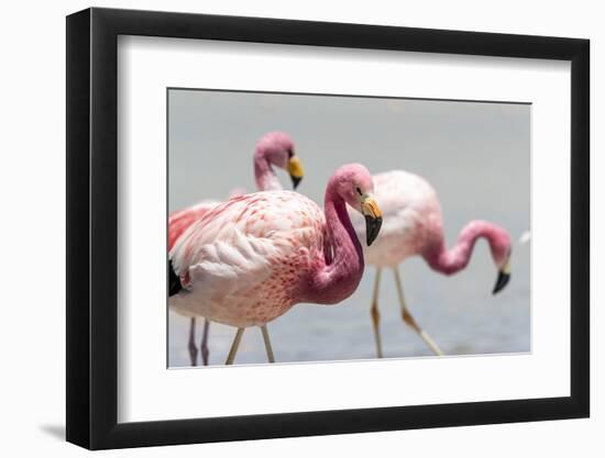 Andean flamingos (Phoenicoparrus andinus), Eduardo Avaroa Andean Fauna National Reserve, Bolivia-Michael Nolan-Framed Photographic Print