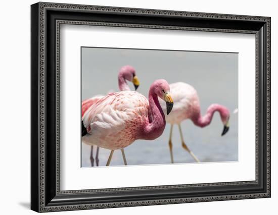 Andean flamingos (Phoenicoparrus andinus), Eduardo Avaroa Andean Fauna National Reserve, Bolivia-Michael Nolan-Framed Photographic Print