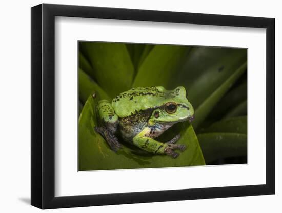 Andean Marsupial Tree Frog, Ecuador-Pete Oxford-Framed Photographic Print